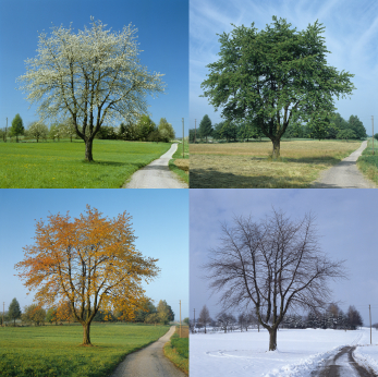 Self storage trees in different seasons